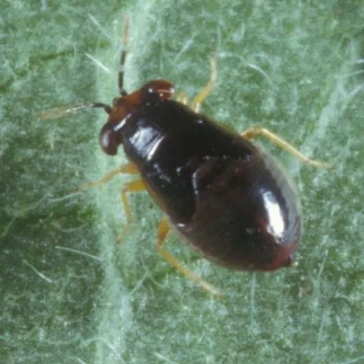 thumbnail for publication: Bigeyed Bugs, Geocoris spp. (Insecta: Hemiptera: Geocoridae)
